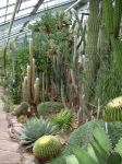 Kaktus-i-långa-banor