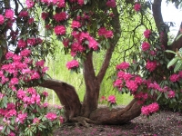 Rosa Rhododendron med jättestammar