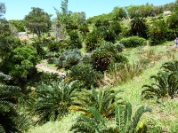 Kirstenbosch Botniska Trädgård Sydafrika 2009