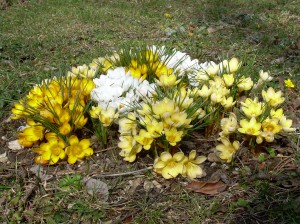 Små krokus från förra året